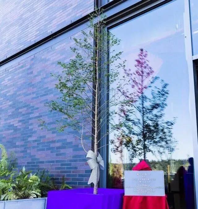 中國(guó)國(guó)家領(lǐng)導(dǎo)人贈(zèng)送給GIX的水杉樹(shù)